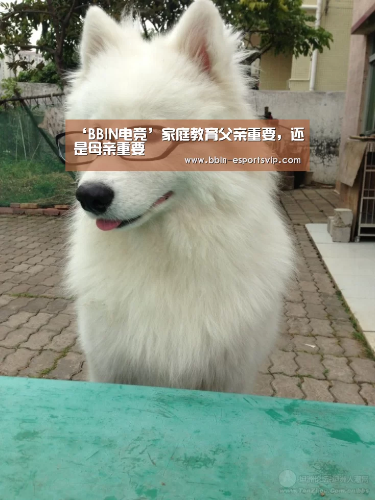 BBIN篮球